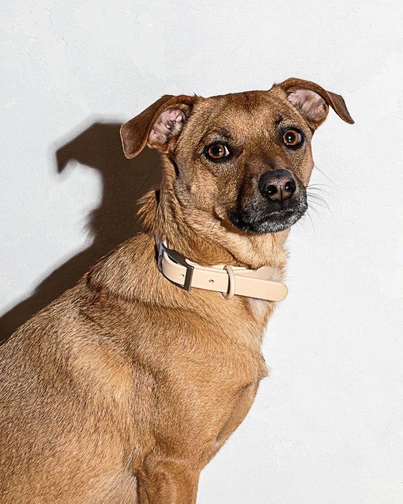 Collar - SALE