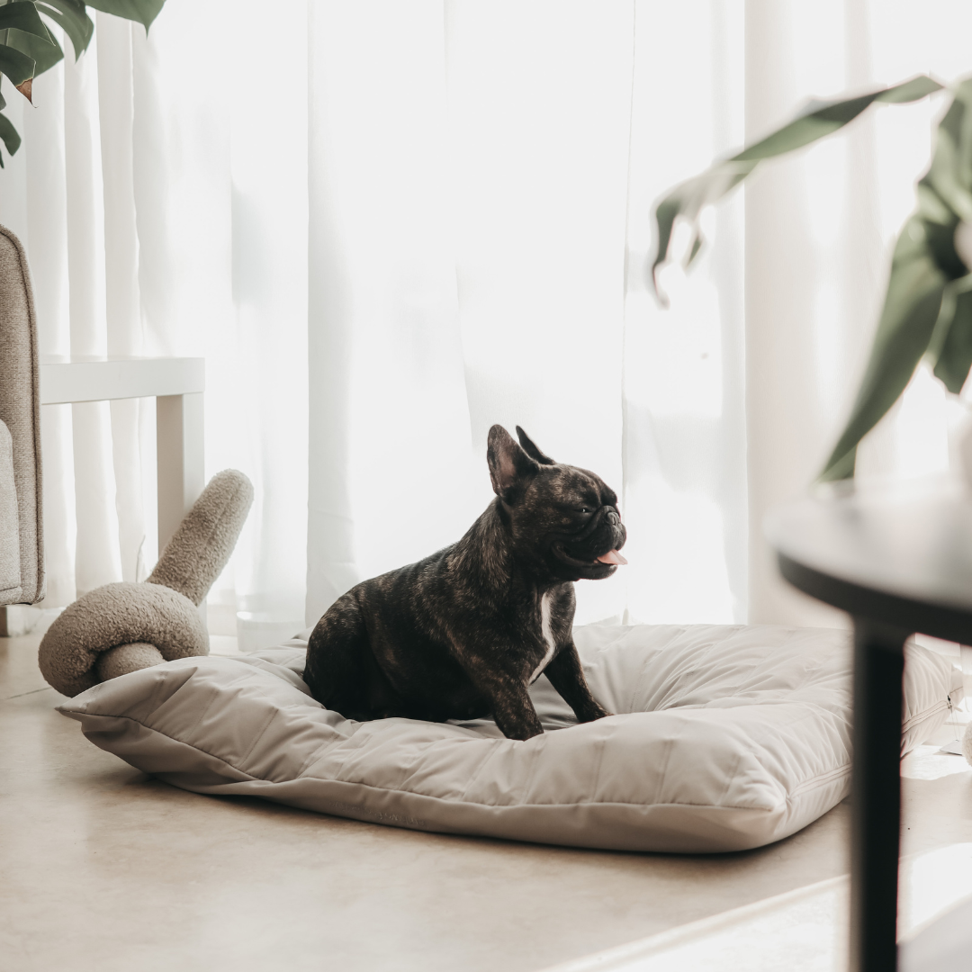 【PRE-ORDER】MAATIN low rise reversible dog bed