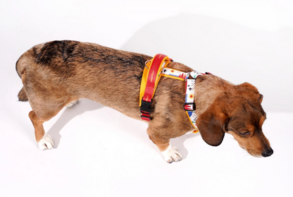 H-Type Harness