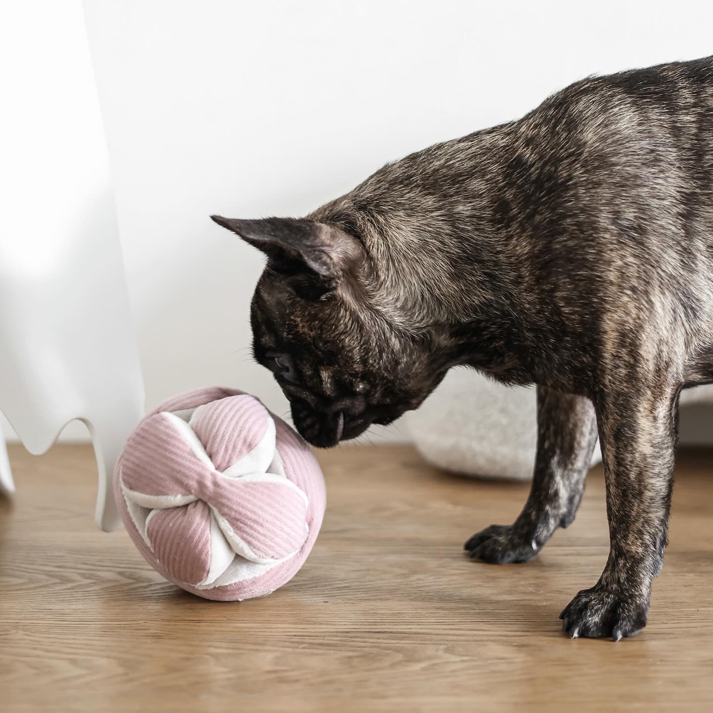 Mini MONTI Crinkle + Squeaky Snuffle Ball