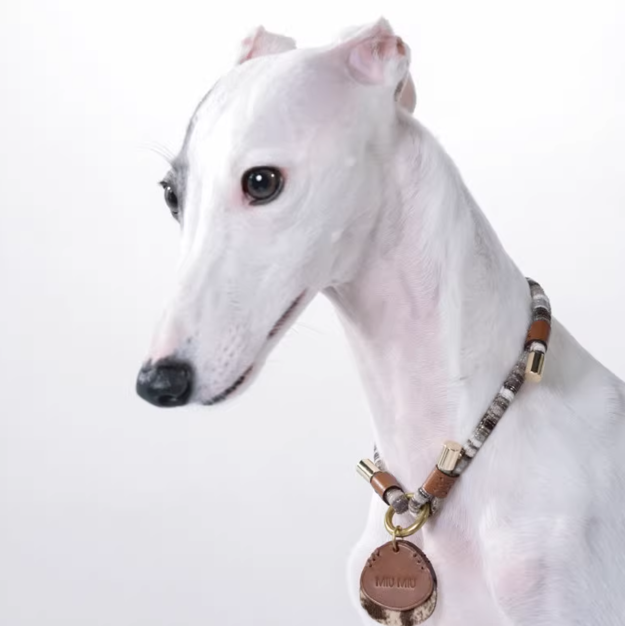 Pet Necklace with ID Tag