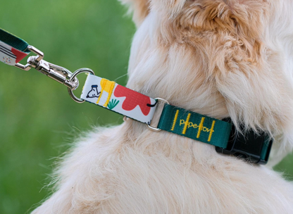 BAU - Martingale Collar