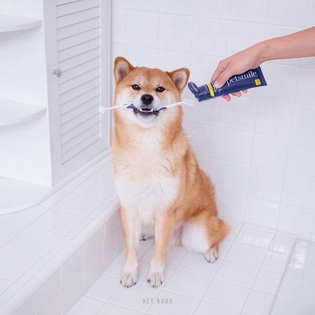 Dual-Ended Pet Toothbrush