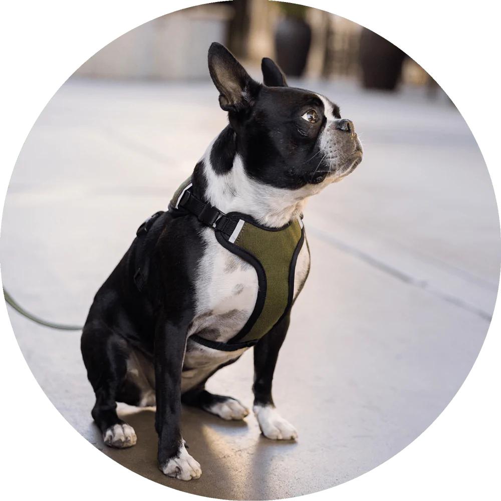 Sutro Snug Fit Dog Harness