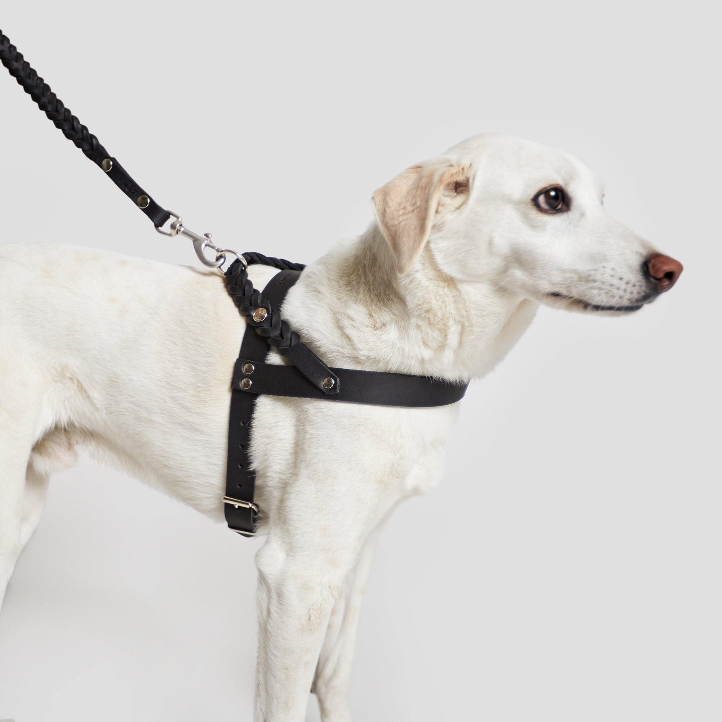 Dog Leash Central Park