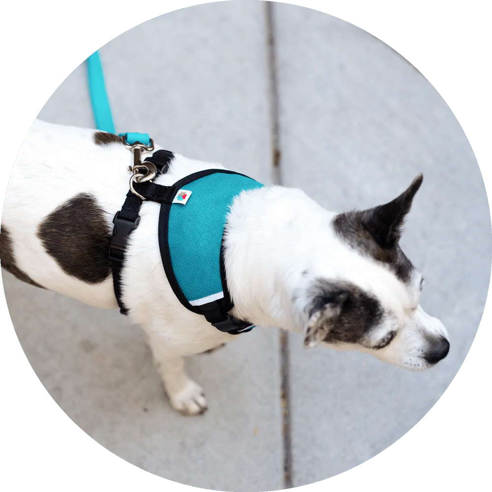 Sutro Snug Fit Dog Harness