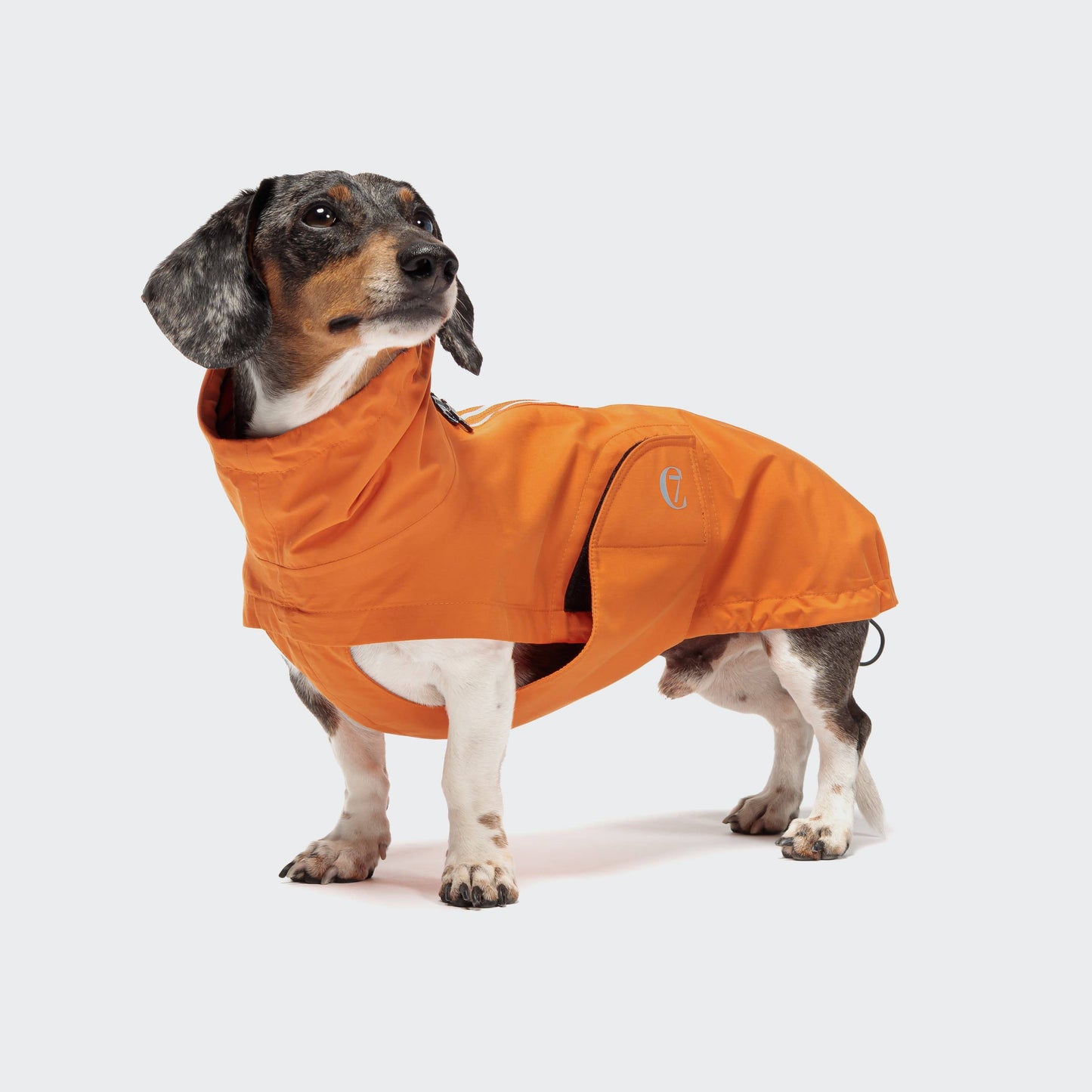 Dachshund Raincoat Dublin