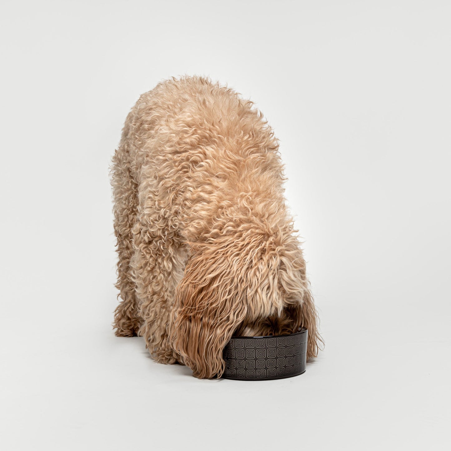 Dog Bowl Ferran Mocca