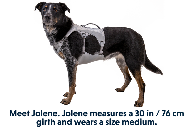 Swamp Cooler™ Pet Cooling Harness