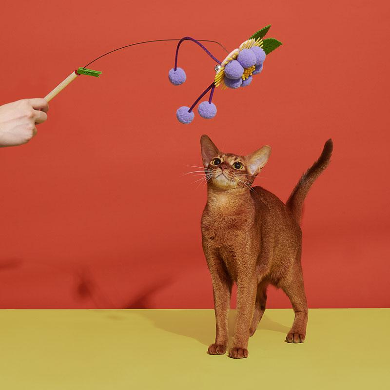 Cat Teaser