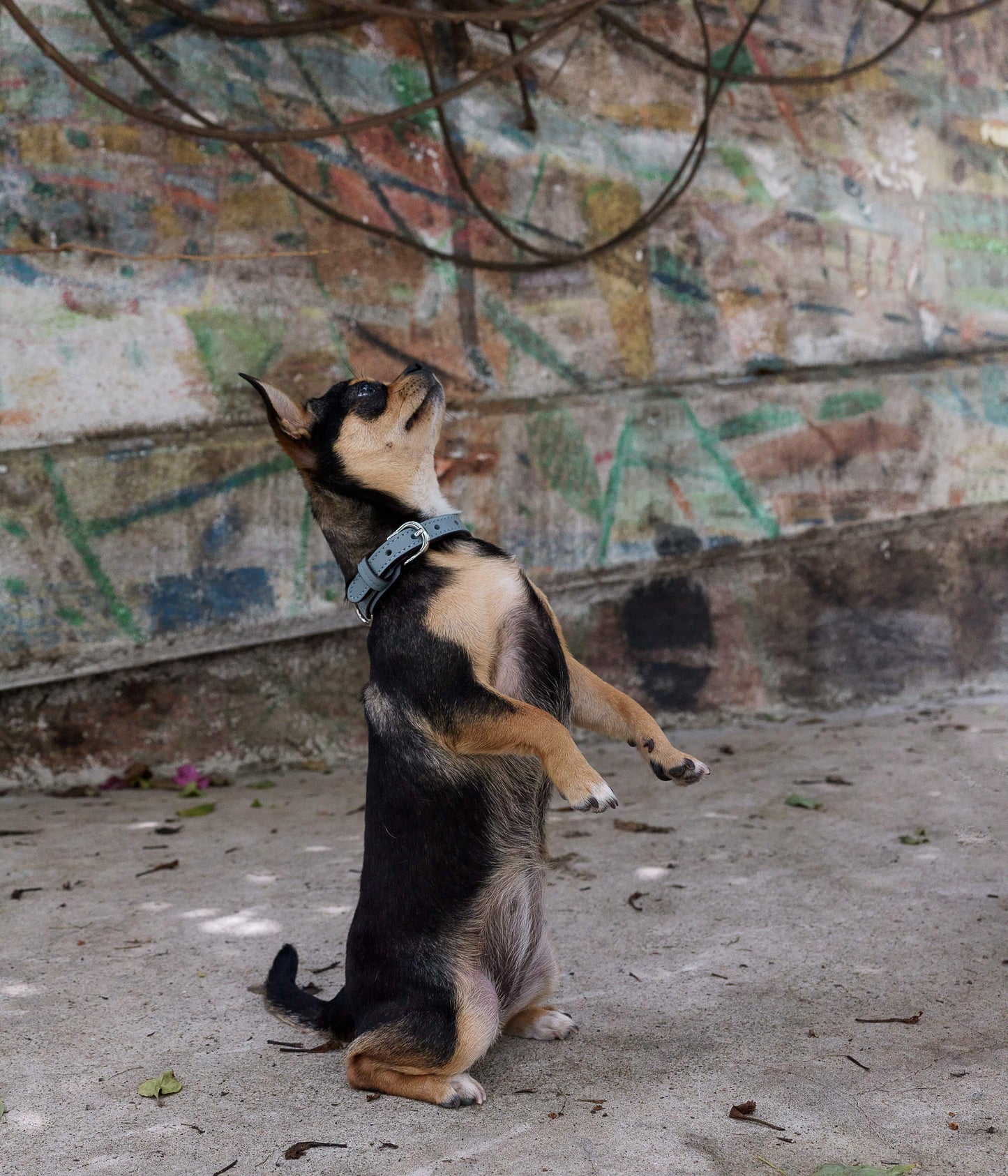 Mistico Dog Collar