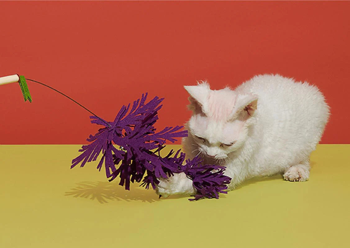 Cat Teaser