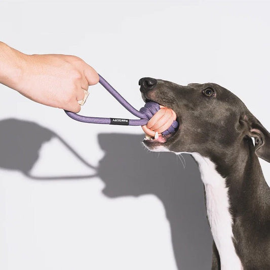Dog Toy Ice cream Tug