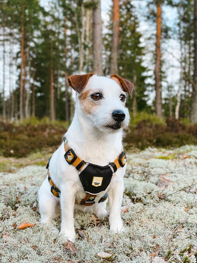 Sea to Summit Harness