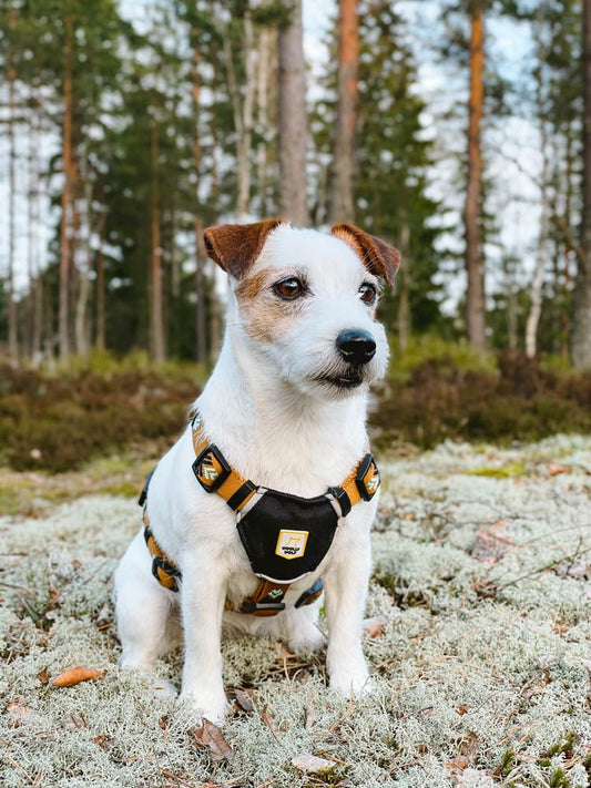 Sea to Summit Harness