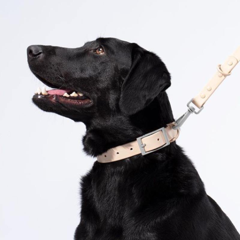 Collar