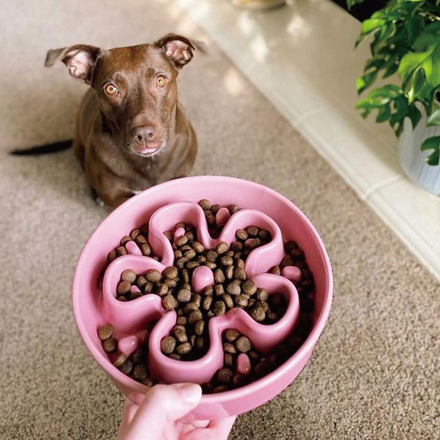 Ceramic Slow Feeder - Pink Flower