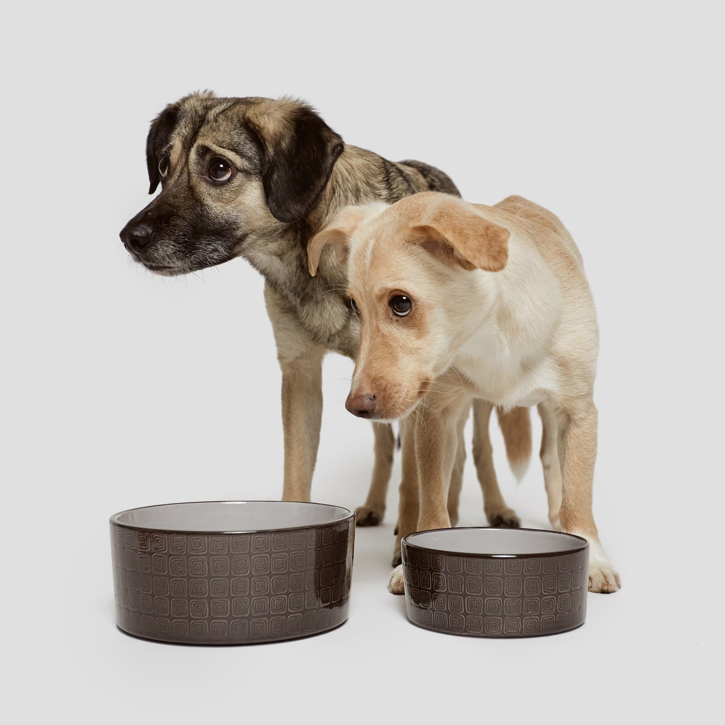 Dog Bowl Ferran Mocca