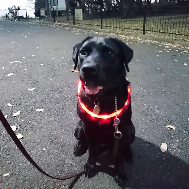 Luna F9 LED Collar Light