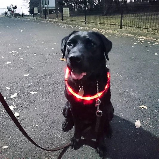 Luna F9 LED Collar Light