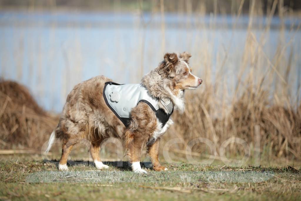Dog Dry Cooling Vest (Up to 72 hrs)