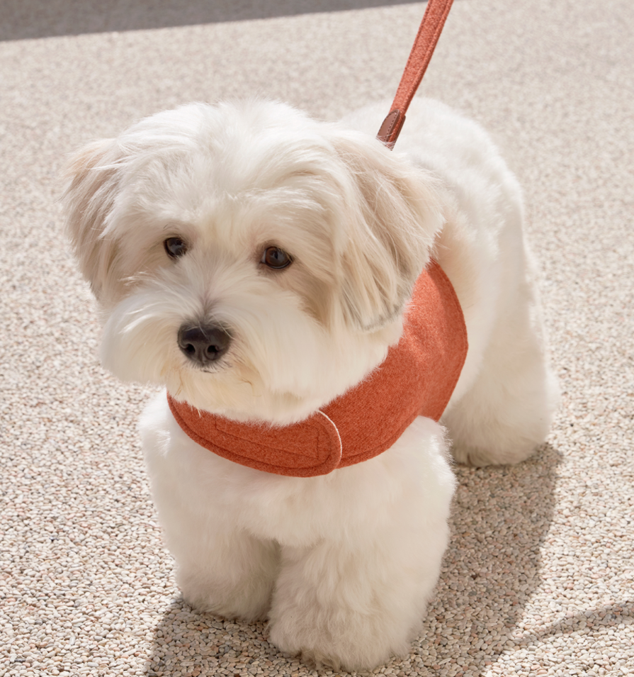 Walk Jacket Harness