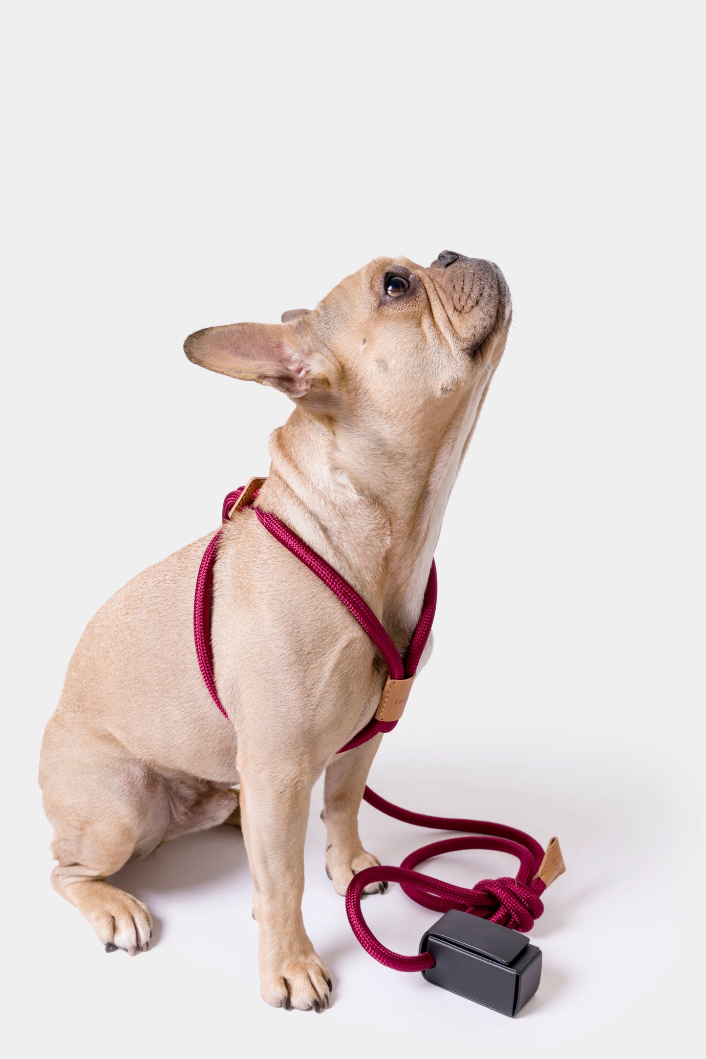 Dog Harness Ray