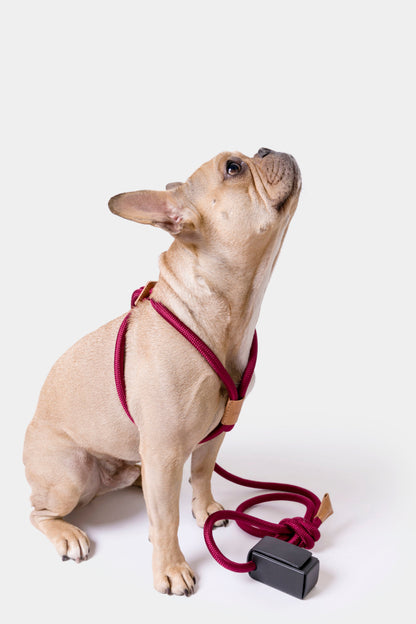 Dog Harness Ray