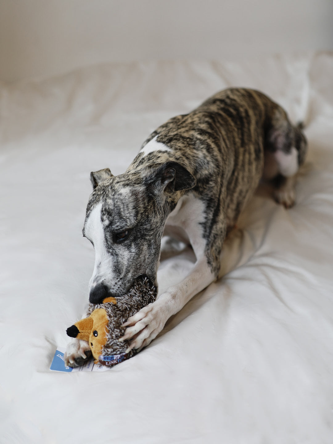 Animal Babies Bottle Toy
