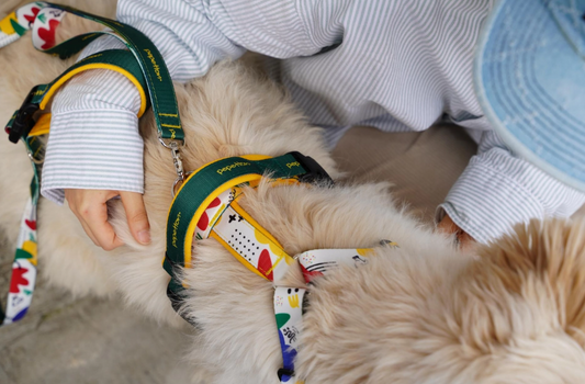 H-Type Harness